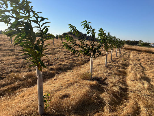 Fall 2025 - Chestnut Orchard Year 1 Lessons Learned