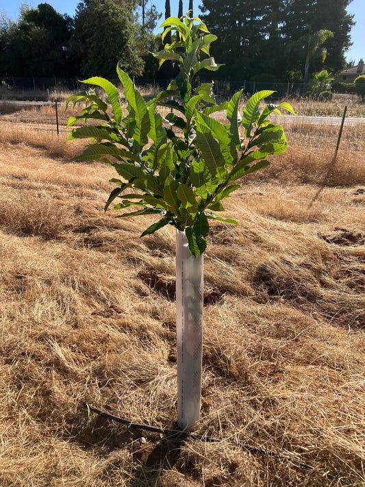 Summer 2025 - All About Chestnut Tree Tubes