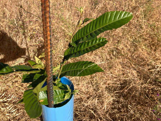 Spring 2025 - Chestnuts in the Heat, Pests, & Cover Crops