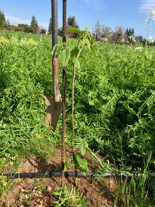 Chestnut Orchard Planting - Layout & Initial Data
