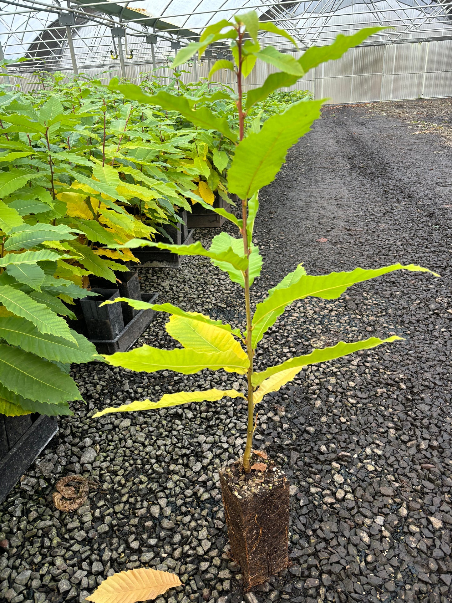 Tissue Culture Luvall's Monster Chestnut Trees - West Coast Chestnut