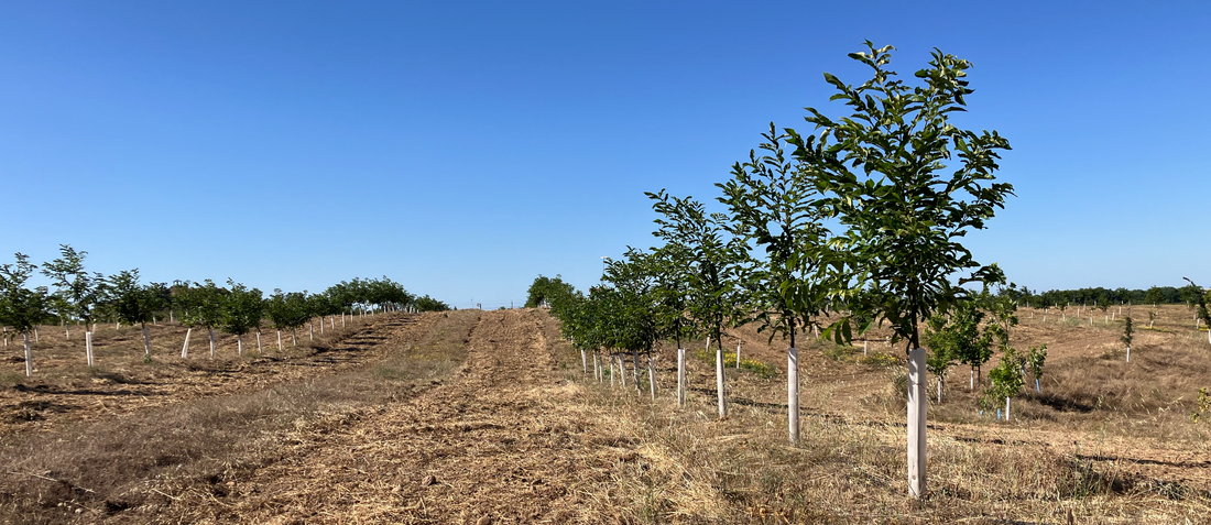 Summer 2026 - Chestnut Tissue Samples, Suckering & Tipping