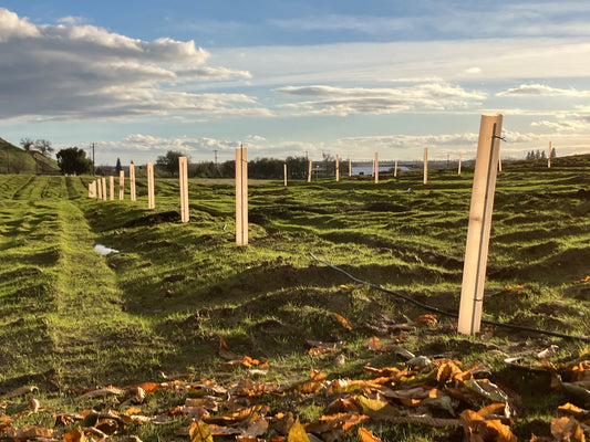 Chestnut Orchard Planting