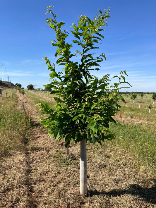 Spring 2026 - Weed Control, New Growth, & Flowers
