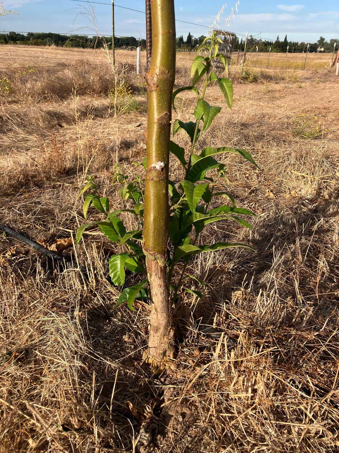 Fall 2026 - Chestnut Tissue and Soil Samples + Severe Vole Damage