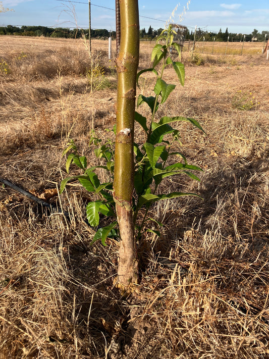 Fall 2026 - Chestnut Tissue and Soil Samples + Severe Vole Damage