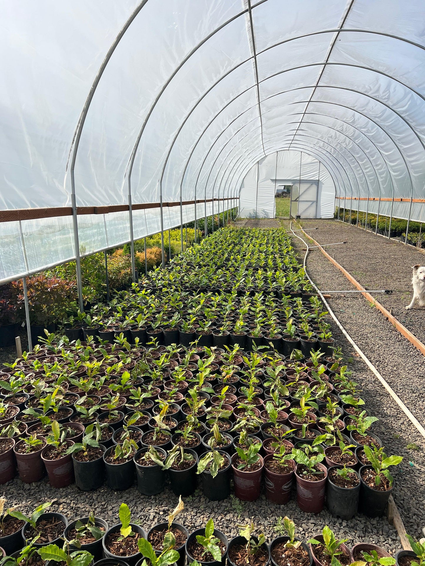 Tissue Culture Colossal Chestnut Trees - West Coast Chestnut