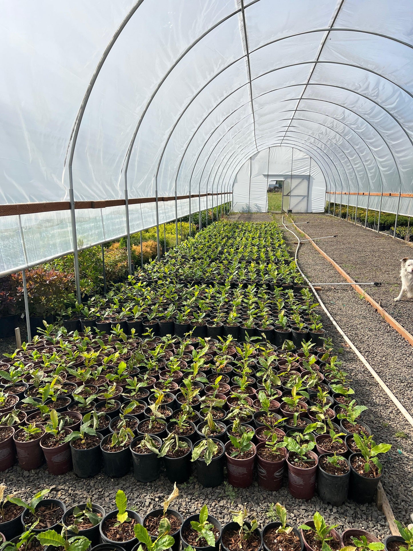 Tissue Culture Okei Chestnut Trees - West Coast Chestnut