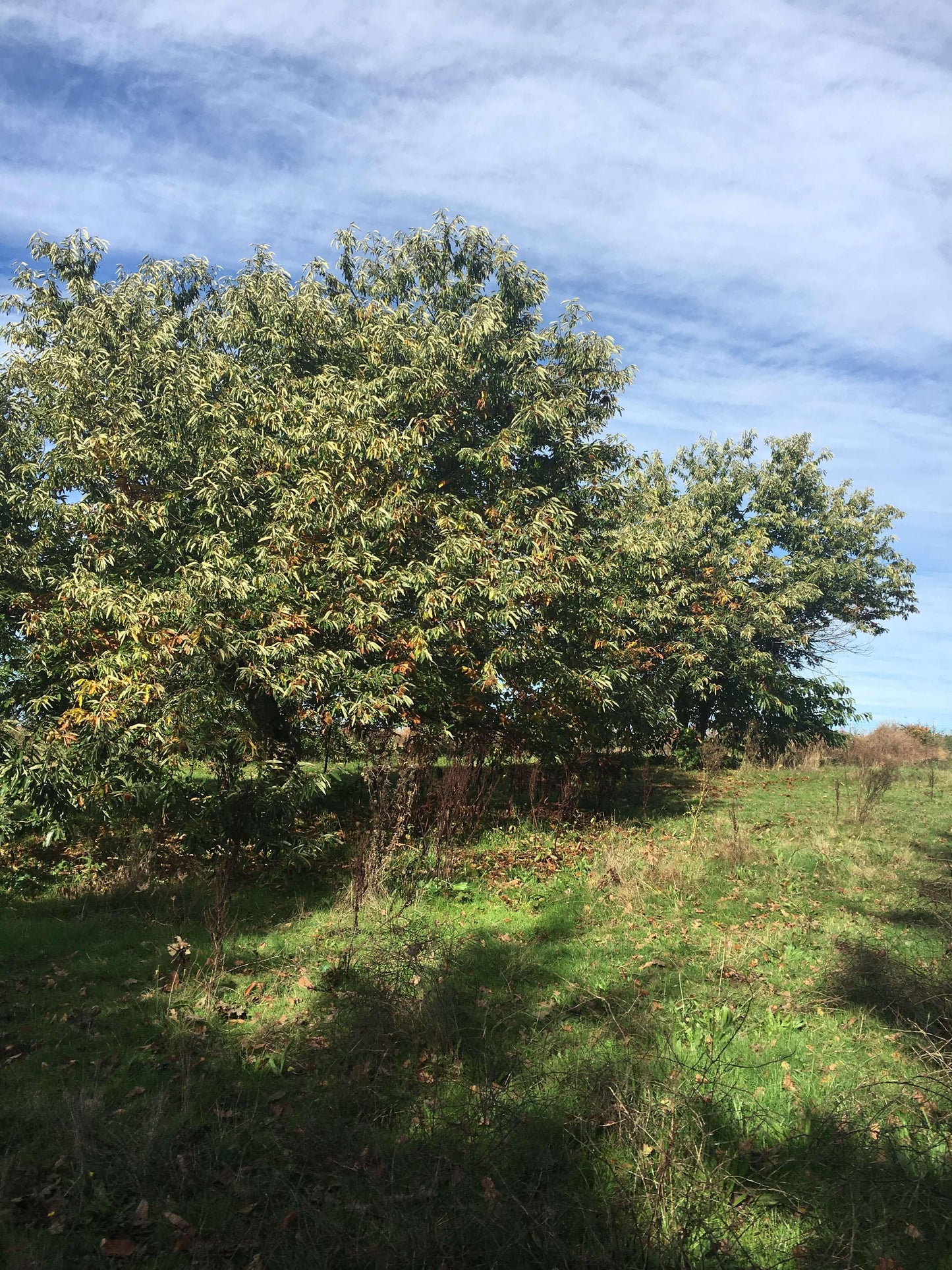 Tissue Culture Colossal Chestnut Trees - West Coast Chestnut