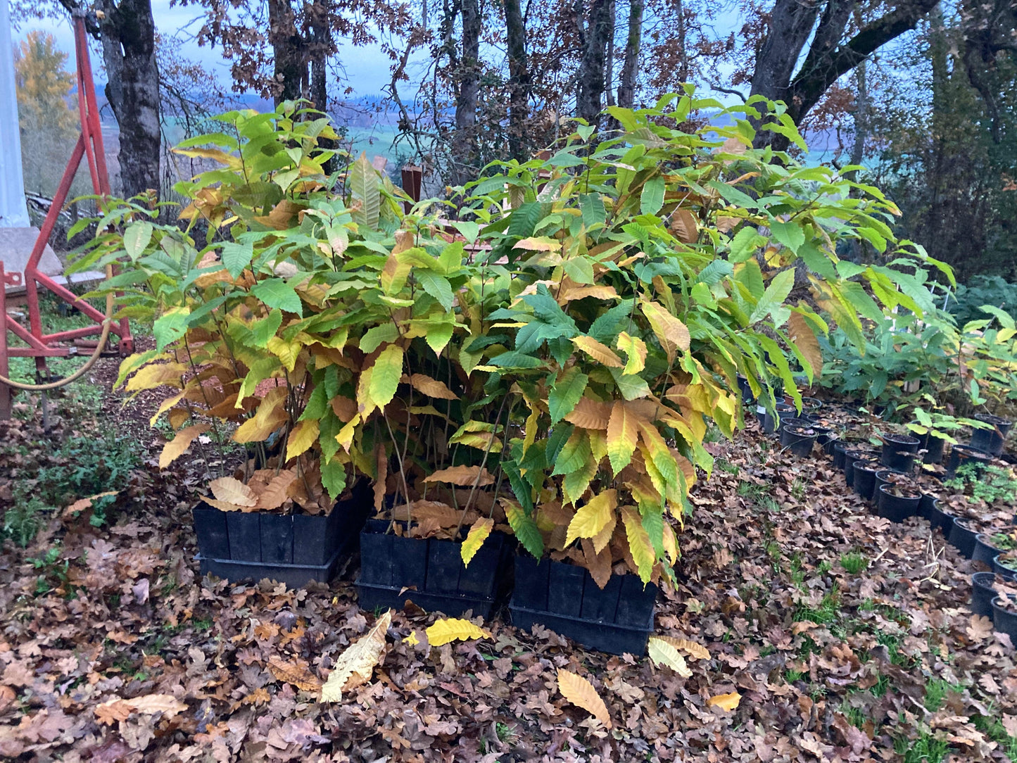 Tissue Culture Colossal Chestnut Trees - West Coast Chestnut