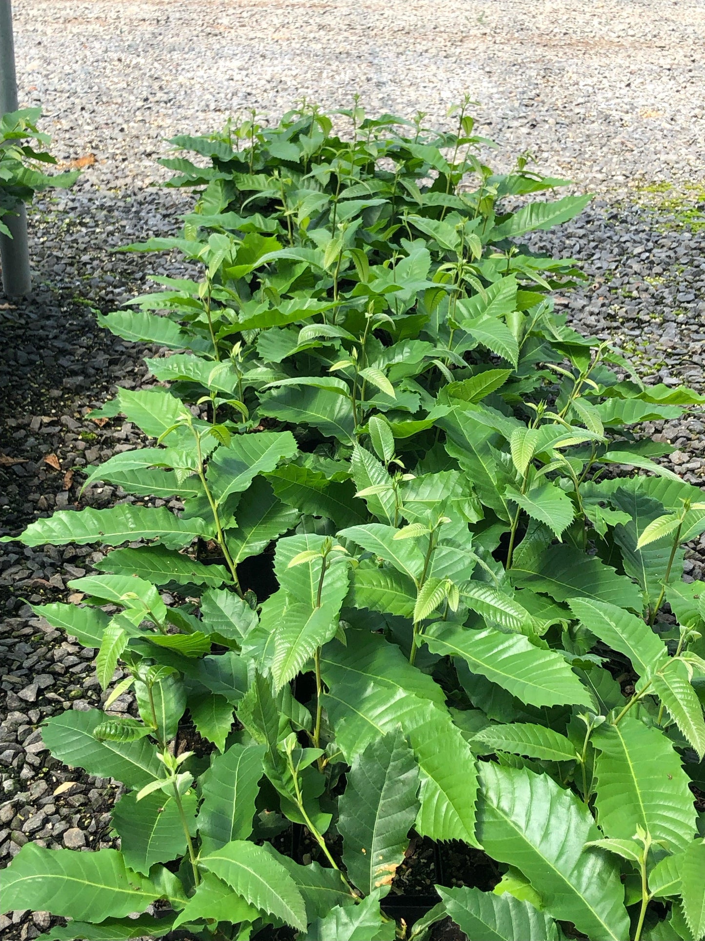 Tissue Culture Colossal Chestnut Trees - West Coast Chestnut