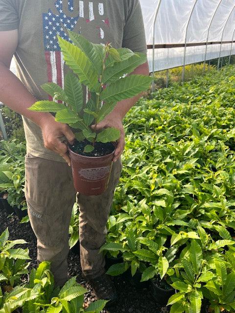 Tissue Culture Colossal Chestnut Trees - West Coast Chestnut