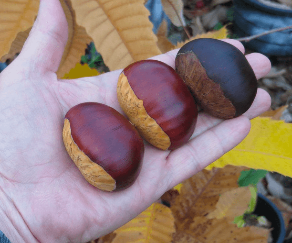 Tissue Culture Gillet Chestnut Trees - West Coast Chestnut