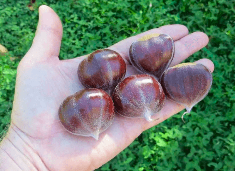 Tissue Culture Szego Chestnut Trees - West Coast Chestnut