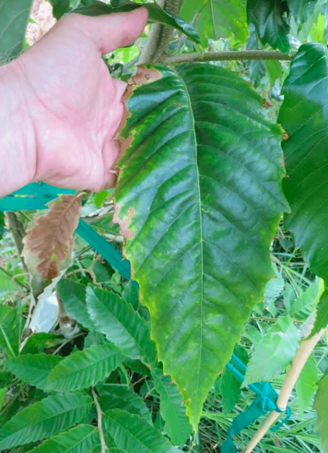 Tissue Culture Szego Chestnut Trees - West Coast Chestnut