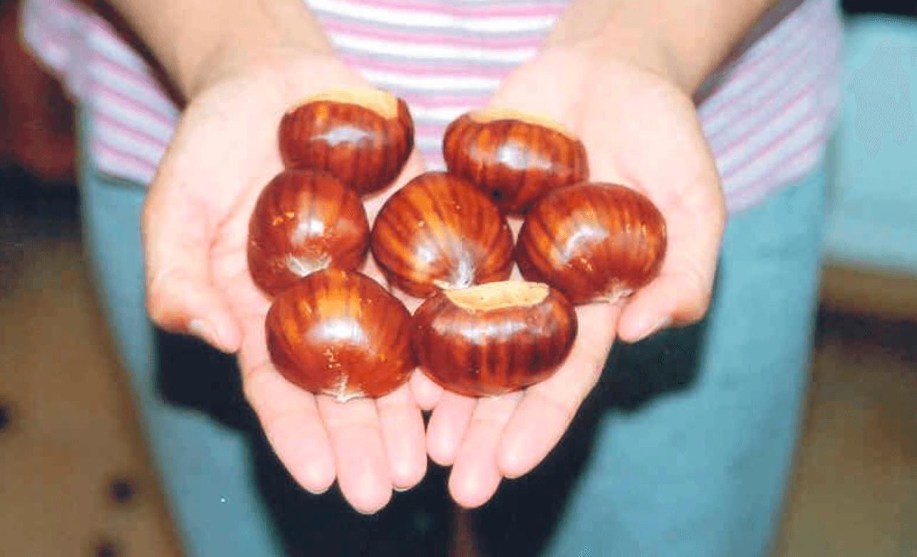 Tissue Culture Torakuri Chestnut Trees - West Coast Chestnut