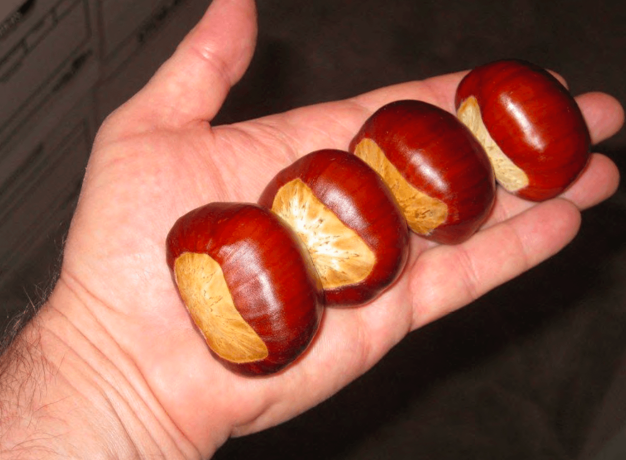 Tissue Culture Torakuri Chestnut Trees - West Coast Chestnut