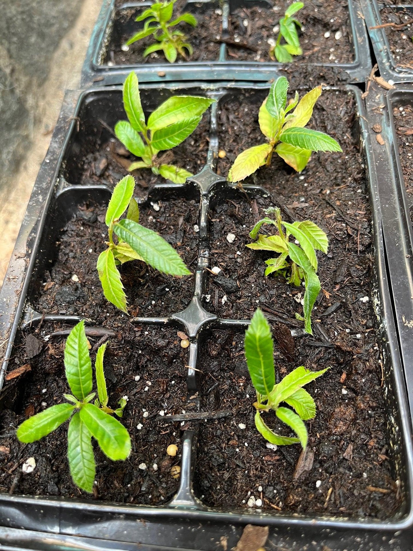 Tissue Culture Colossal Chestnuts