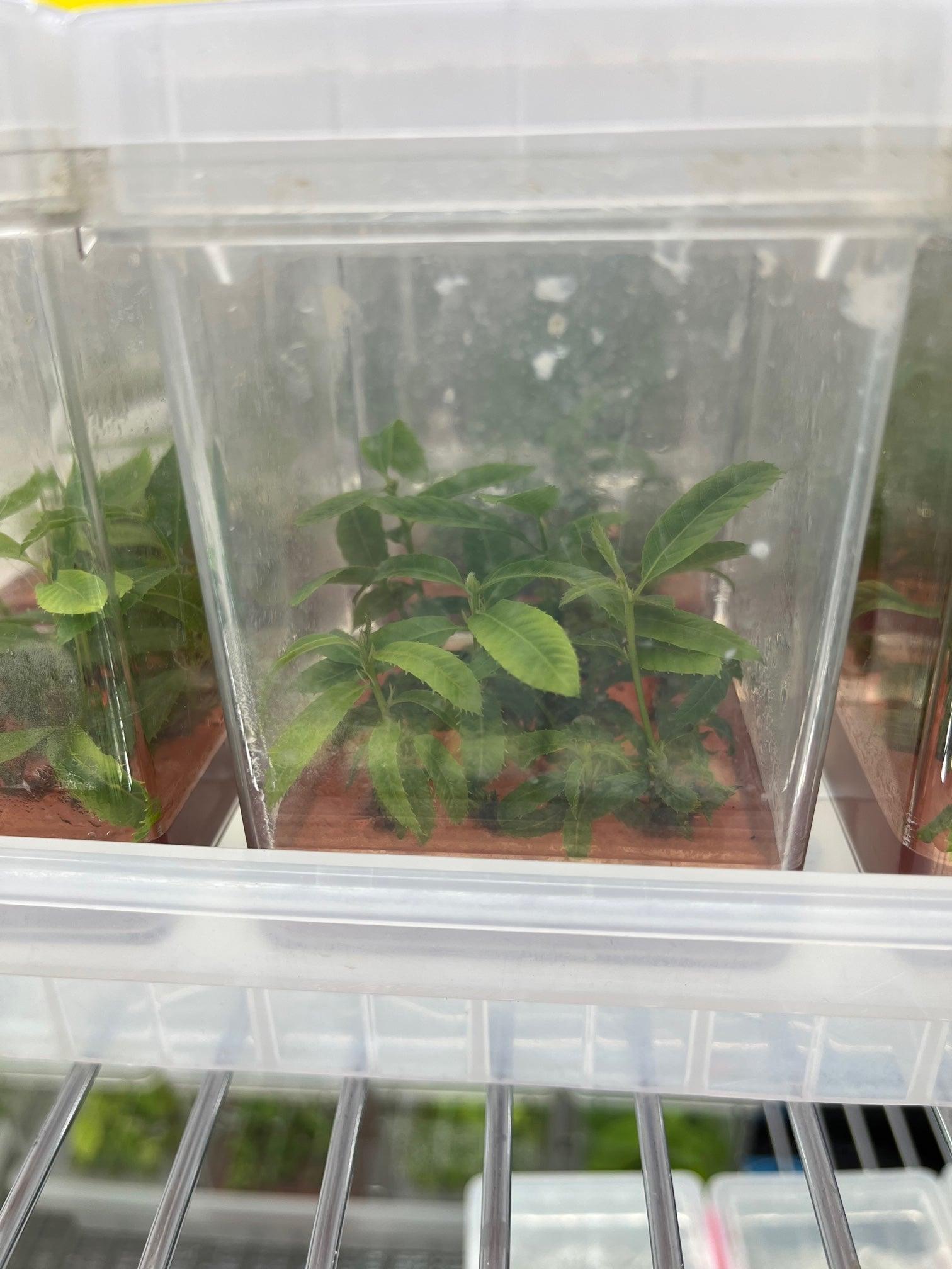 Tissue Culture Colossal Chestnuts